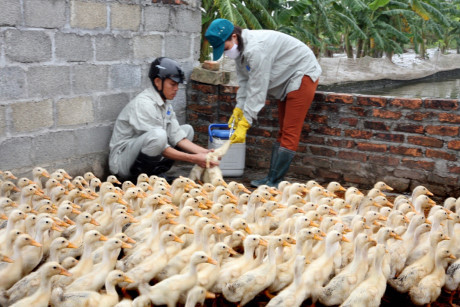 Quảng Ninh: Xuất hiện thêm 1 ổ dịch cúm gia cầm A/H5N1