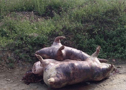 Lạng Sơn: Lợn chết dịch vứt bừa bãi trên đường quốc lộ