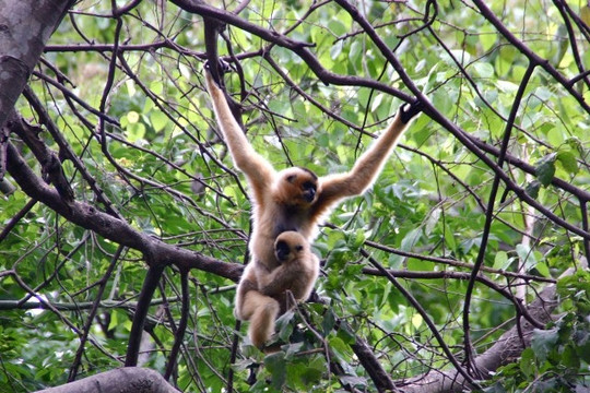 Điện Biên: Tăng cường quản lý bảo vệ rừng và động vật hoang dã
