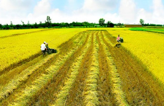 Đề xuất miễn, giảm tiền thuê đất cho DN đầu tư nông nghiệp