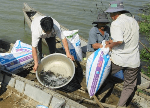 Ninh Thuận: Hơn 50.000 con cá giống được thả xuống sống Dinh
