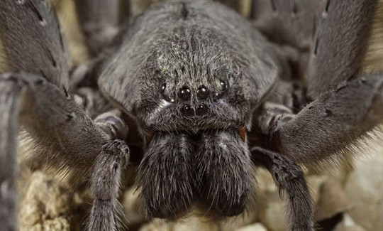 Mexico phát hiện loài nhện độc khổng lồ 8 mắt cực hiếm