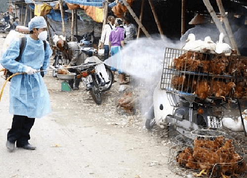 Vĩnh Long: Phát hiện một ổ dịch cúm gia cầm mới