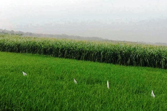 Vĩnh Phúc: Chính phủ yêu cầu kiểm tra việc lấy đất nông nghiệp làm du lịch