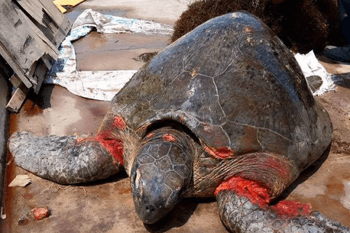 Nam Định: Rùa biển dài 1,2m bị thương, dạt vào bờ biển