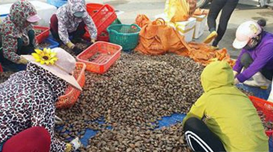 Hà Tĩnh: Ngư dân trúng đậm chang chang