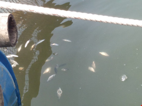 Quảng Nam: Cá nuôi chết hàng loạt chưa rõ nguyên nhân