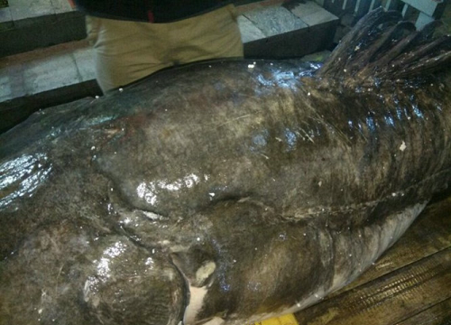 Hà Nội: Nhà hàng phục vụ cá lăng “khổng lồ” 112kg dịp lễ 30/4 và 1/5