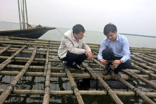 Quảng Ninh: Hàu chết hàng loạt làm thiệt hại hơn 80 tỉ đồng