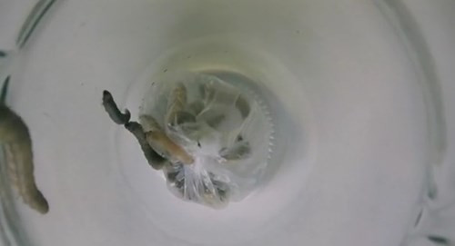 Phát hiện loài sâu có thể ăn hàng tỷ kilogram rác thải nhựa