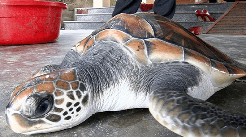Hà Tĩnh: Thả một cá thể rùa 4,3kg về với biển Kỳ Anh