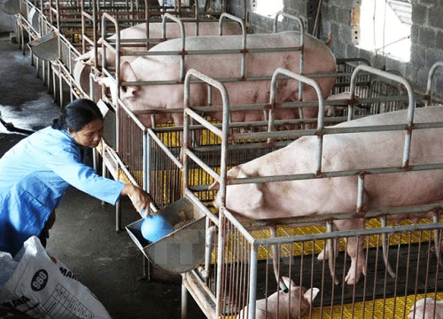Bộ trưởng Bộ NN&PTNN gửi công văn hỏa tốc đề nghị các tỉnh cứu lợn