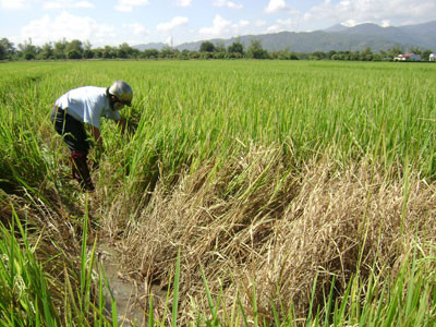 Quảng Trị: Hàng nghìn hecta lúa bị rầy nâu tấn công