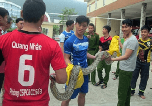 Đà Nẵng: Phát hiện con trăn nặng 15kg