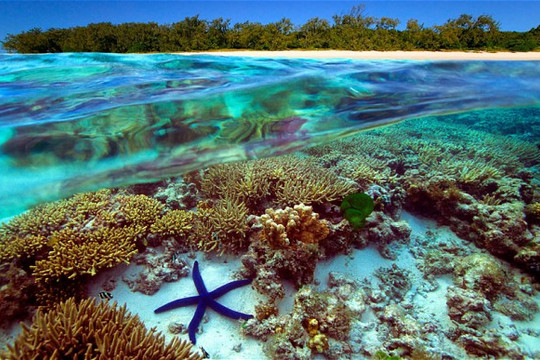 Giải cứu rạn san hô lớn nhất thế giới Great Barrier
