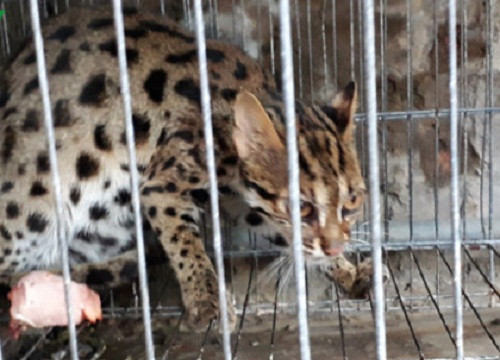 Cà Mau: Người dân bắt được mèo rừng quý hiếm