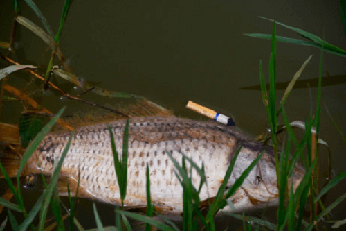 Đà Lạt: Rác, cá chết gây ô nhiễm Hồ Xuân Hương