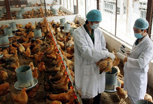 Quảng Ninh: Xuất hiện một ổ dịch cúm gia cầm A/H5N1 mới