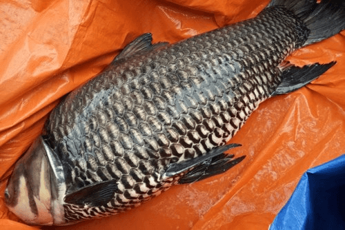 TP.Hồ Chí Minh: Ngư dân bắt được con cá hô “khổng lồ” nặng gần 60kg