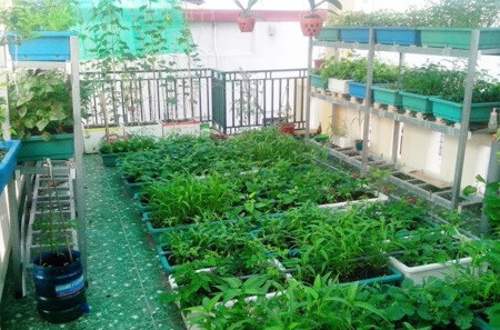Vườn trong phố – Giải pháp để có thực phẩm sạch và môi trường xanh