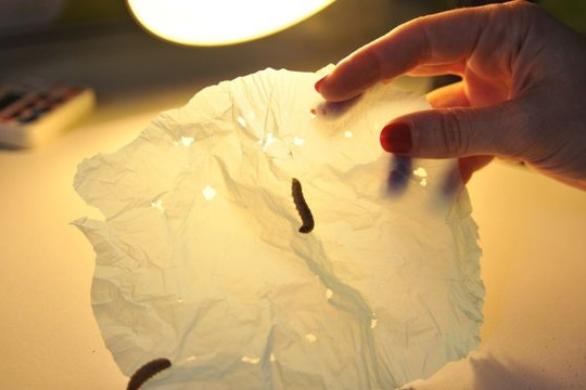 Đã tìm ra giải pháp xử lý rác thải nilon từ loài sâu bướm?