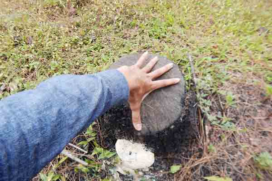 Thừa Thiên – Huế: Rừng thông đặc dụng bị tàn phá