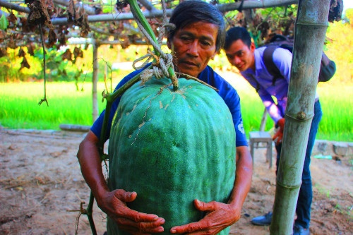 Bình Định: Làng trồng bí đao nặng hơn 50kg mỗi trái