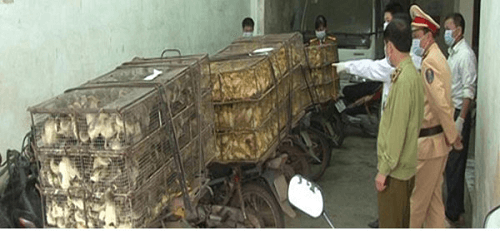 Lạng Sơn: Thu giữ 3.000 con gà nhập lậu từ Trung Quốc