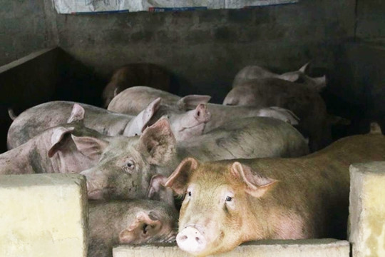 Hà Nam: Người nuôi lợn khốn đốn vì giá lợn thấp kỉ lục