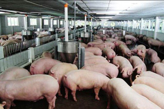 Toàn quốc: Các doanh nghiệp và tổ chức lên kế hoạch “giải cứu” thịt lợn