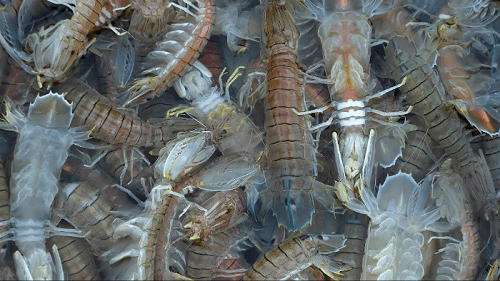 Quảng Ninh: Thu giữ 170kg hải sản không rõ nguồn gốc