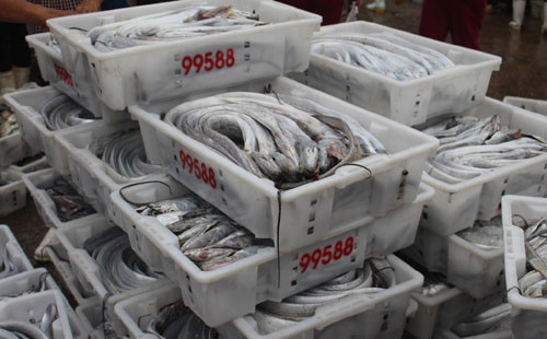 Ngư dân Nghệ An trúng mẻ cá hơn một tỷ đồng