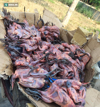 Thịt chim thối lên bàn nhậu thành đặc sản, 750 người ngộ độc tính đến hết tháng 4