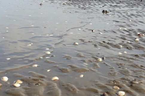 Kiên Giang: Cá, nghêu chết hàng loạt dọc bờ biển
