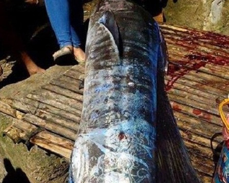 Philippines: Bắt được con cá có hoa văn bí ẩn