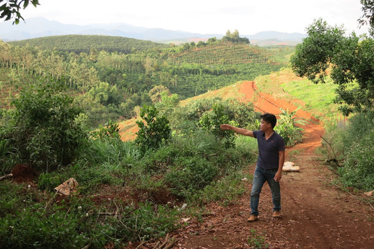 Hàng loạt cán bộ ở Đắk Nông bị kỷ luật vì vi phạm cấp sổ đỏ trên đất lâm nghiệp