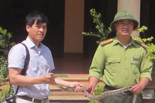 Tiếp nhận 5 cá thể rắn hoang dã từ Hạt kiểm lâm huyện Sa Pa