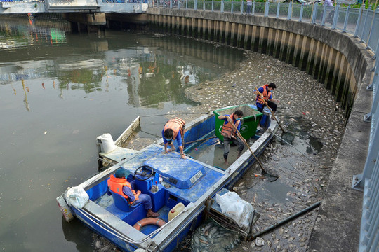 TP.HCM: “Tỉa” cá trên kênh Nhiêu Lộc – Thị Nghè phòng cá chết