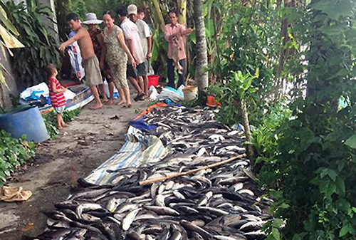 Kiên Giang: Hơn 1,5 tấn cá lóc nghi bị đầu độc