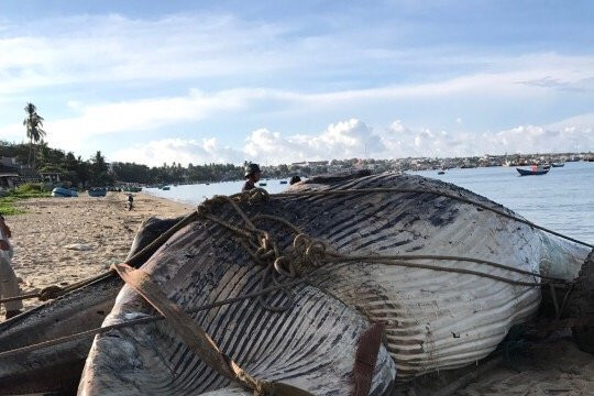 Cá voi 15 tấn dạt vào biển Mũi Né