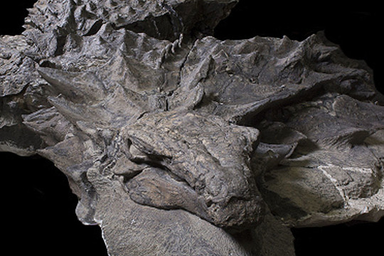 Hóa thạch khủng long niên đại hơn 110 triệu năm vẫn sống động như thật