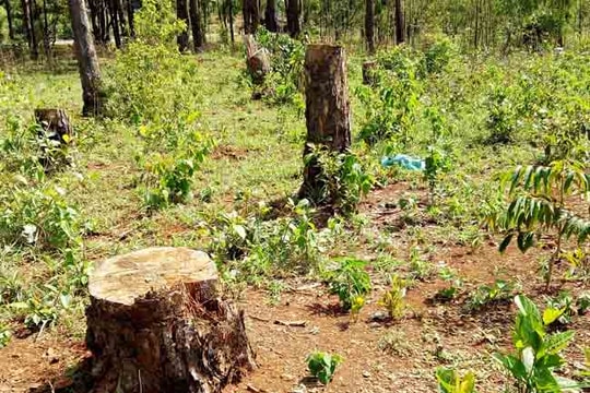 Đak Lak: Hàng loạt cây thông cổ thụ bị đốn hạ ngay sát hạt kiểm lâm