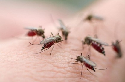 Những thông tin cần biết về bệnh sốt xuất huyết