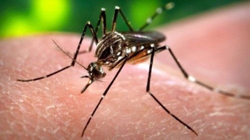 Tăng cường công tác phòng chống dịch bệnh sốt xuất huyết và Zika