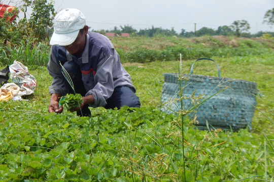 Thừa Thiên – Huế: Dân thoát nghèo nhờ trồng rau má sạch