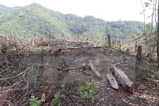 Cao Bằng: “Chặt nhầm” trên 4 ha rừng phòng hộ, vô tình hay hữu ý!?