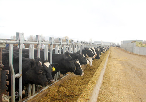 2.000 con bò sữa cao sản Mỹ gia nhập Vinamilk