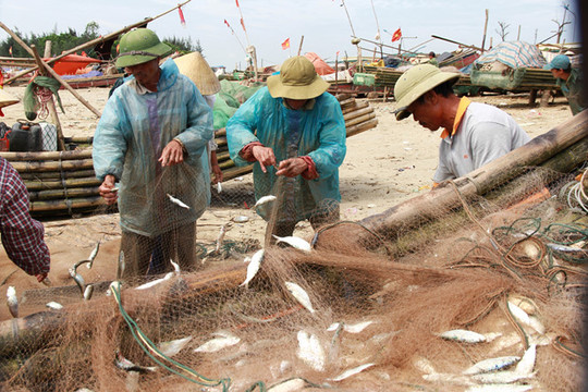 Thanh Hóa: Được mùa cá trích, ngư dân bỏ túi tiền triệu mỗi ngày