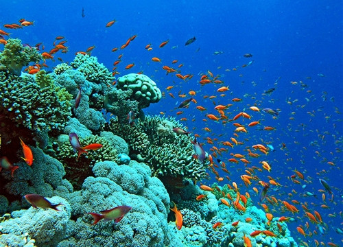 Vụ Formosa: Hàng chục năm liệu có thể phục hồi hệ sinh thái đáy biển?!