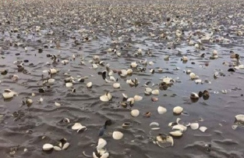 Kiên Giang: Có chất tẩy rửa ở khu vực hải sản chết